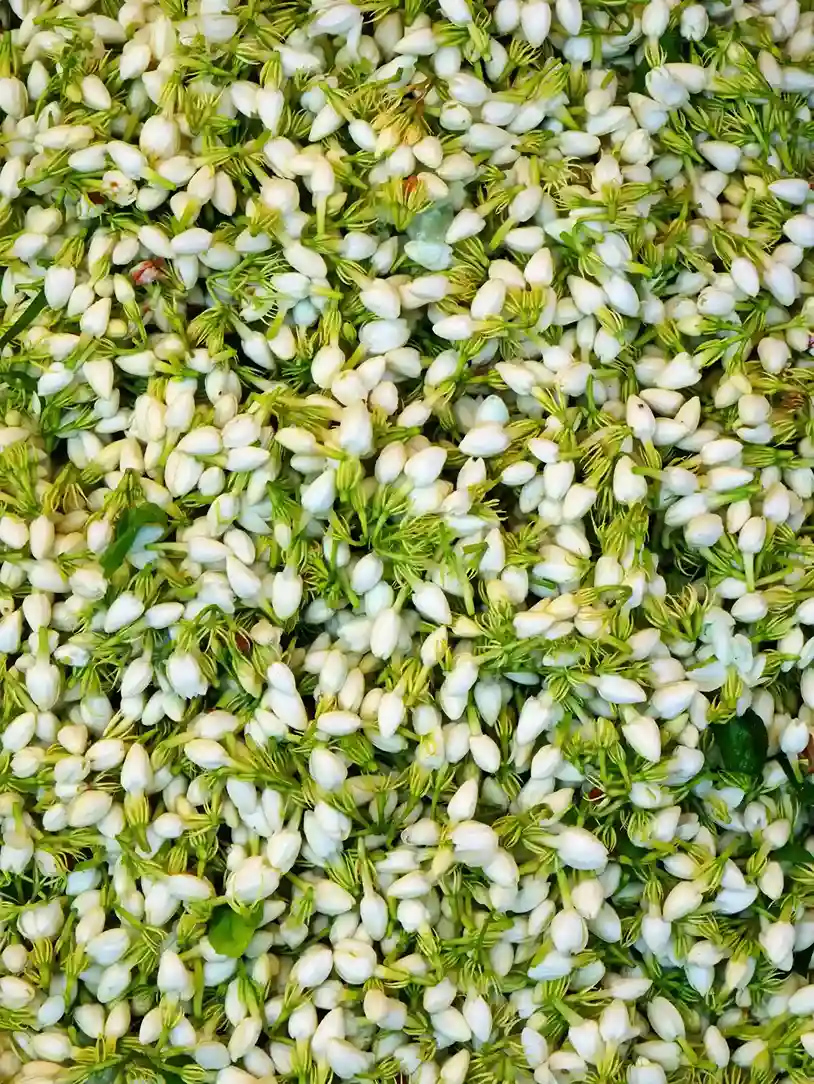 Jasmine Flowers in Indian Traditions