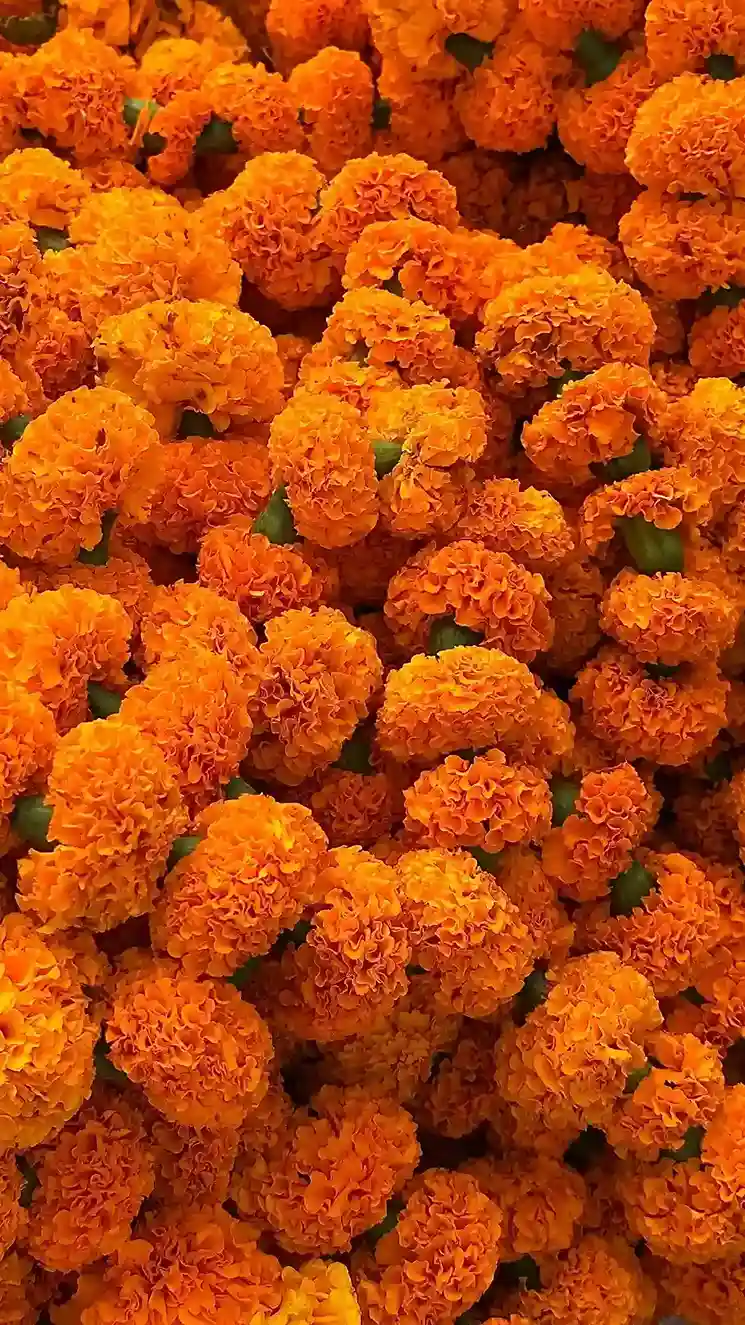 Marigold Flower Decoration in Indian Pujas
